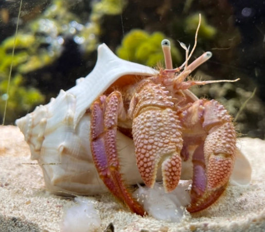 Giant hermit crab