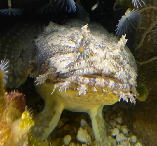 Gulf toadfish