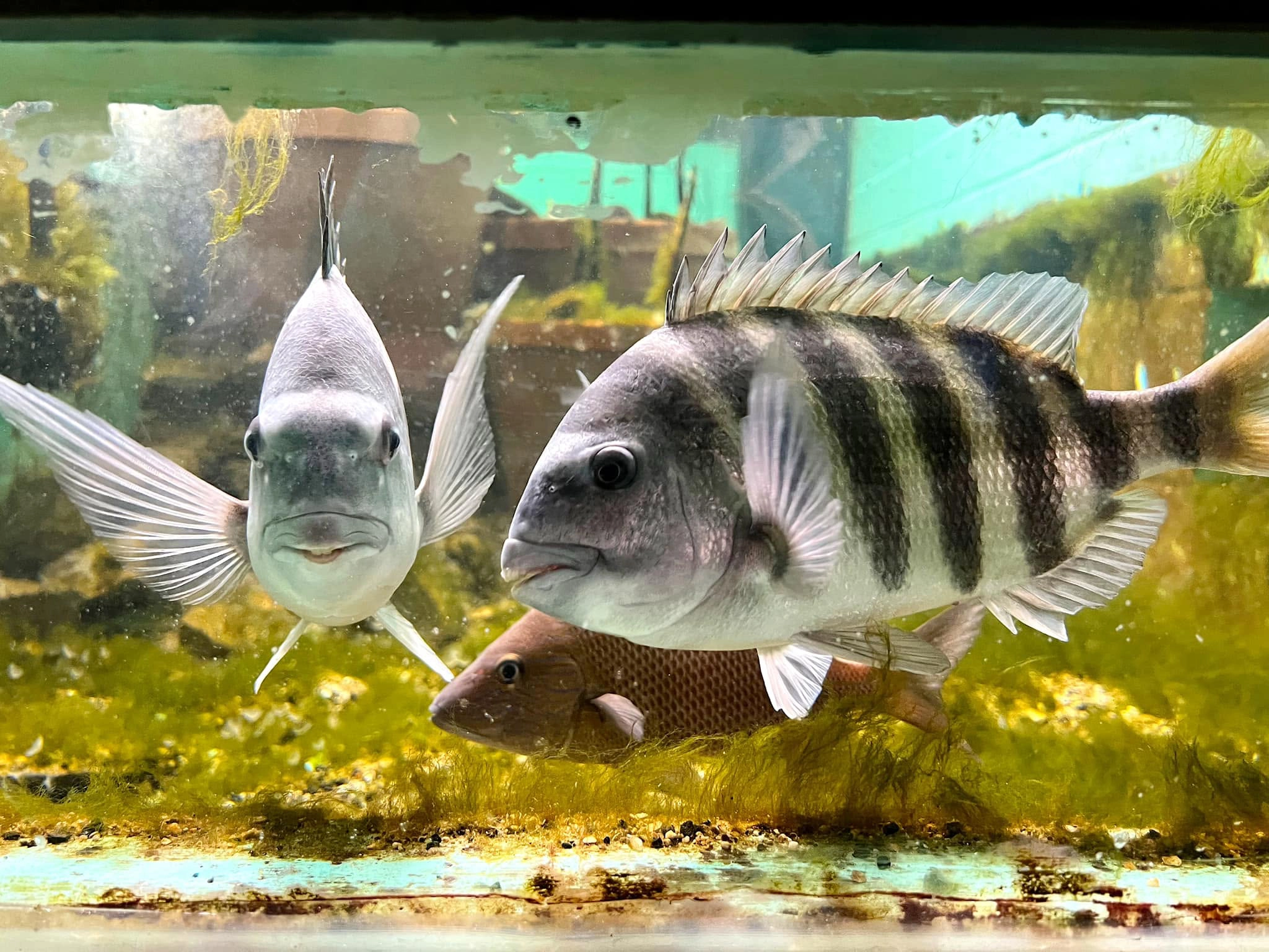 Sheepshead Seabrem