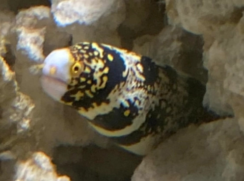Snowflake moray eel